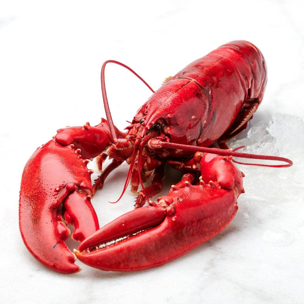 Bergfalk Hummer Kokt Svensk Bergfalk