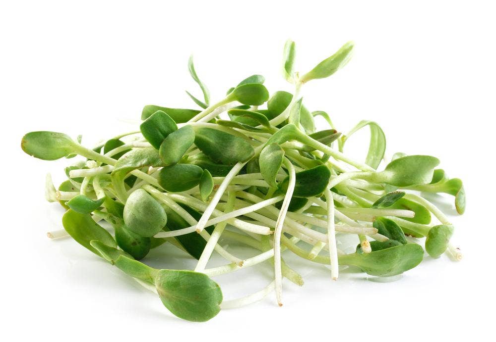 N/A Solrosskott Klass1