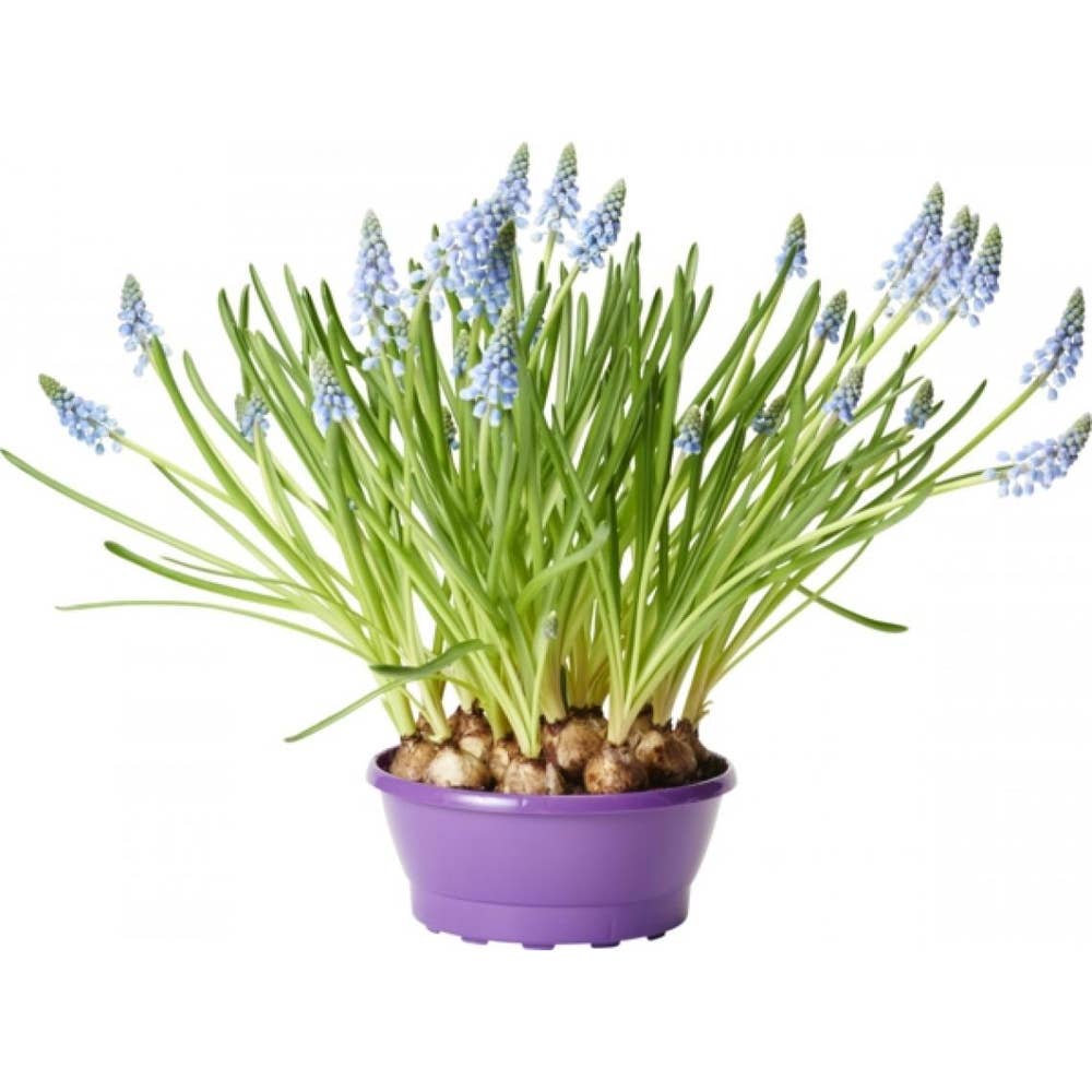 Spira Blommor Pärlhyacint Blå