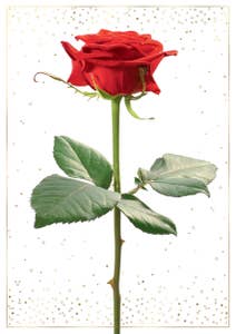 Pictura Kort med Kuvert Ros