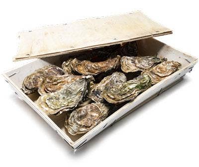 Orust Shellfish Ostron Table Grown