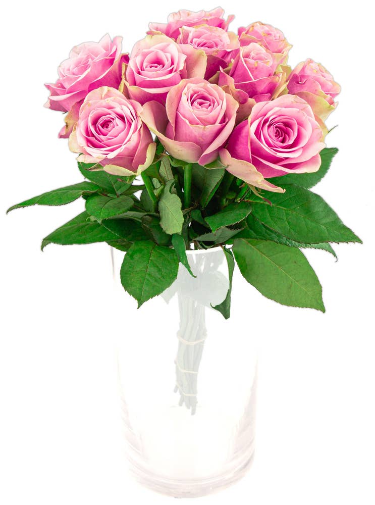 Mimea AS Rosor rosa 10-pack Kenya