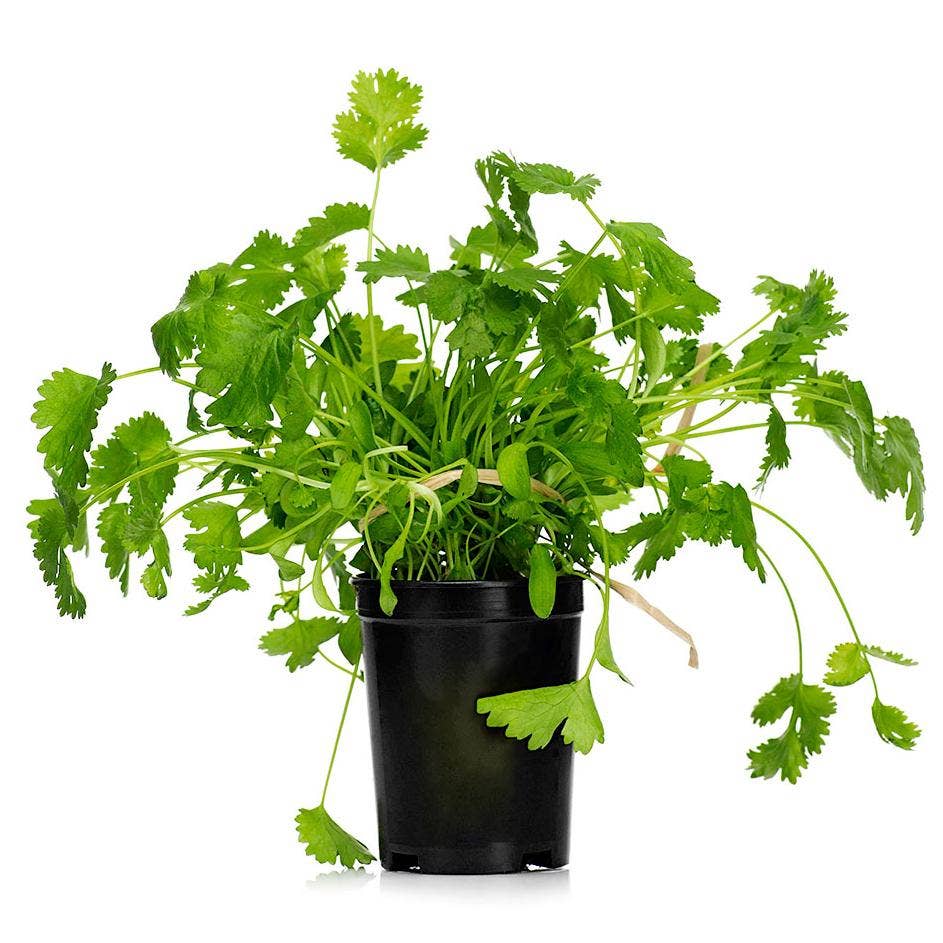 Koriander Kruka EKO Klass1 Sverige