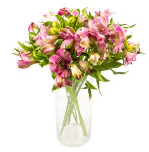 Mimea AS Alstroemeria rosa Kenya