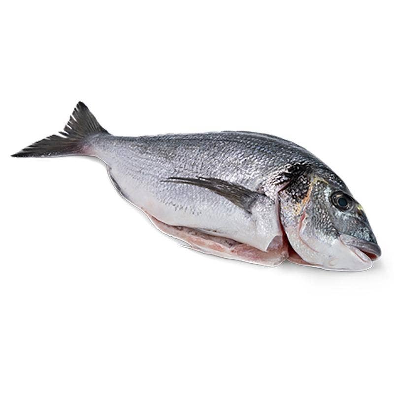 Bergfalk Guldsparid Fjällad & Urtagen Bergfalk