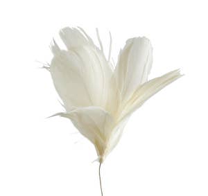 Hedlundgruppen Fjäderblomma Vit 10cm