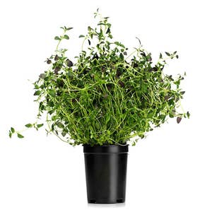 Timjan Kruka EKO Klass1 Sverige