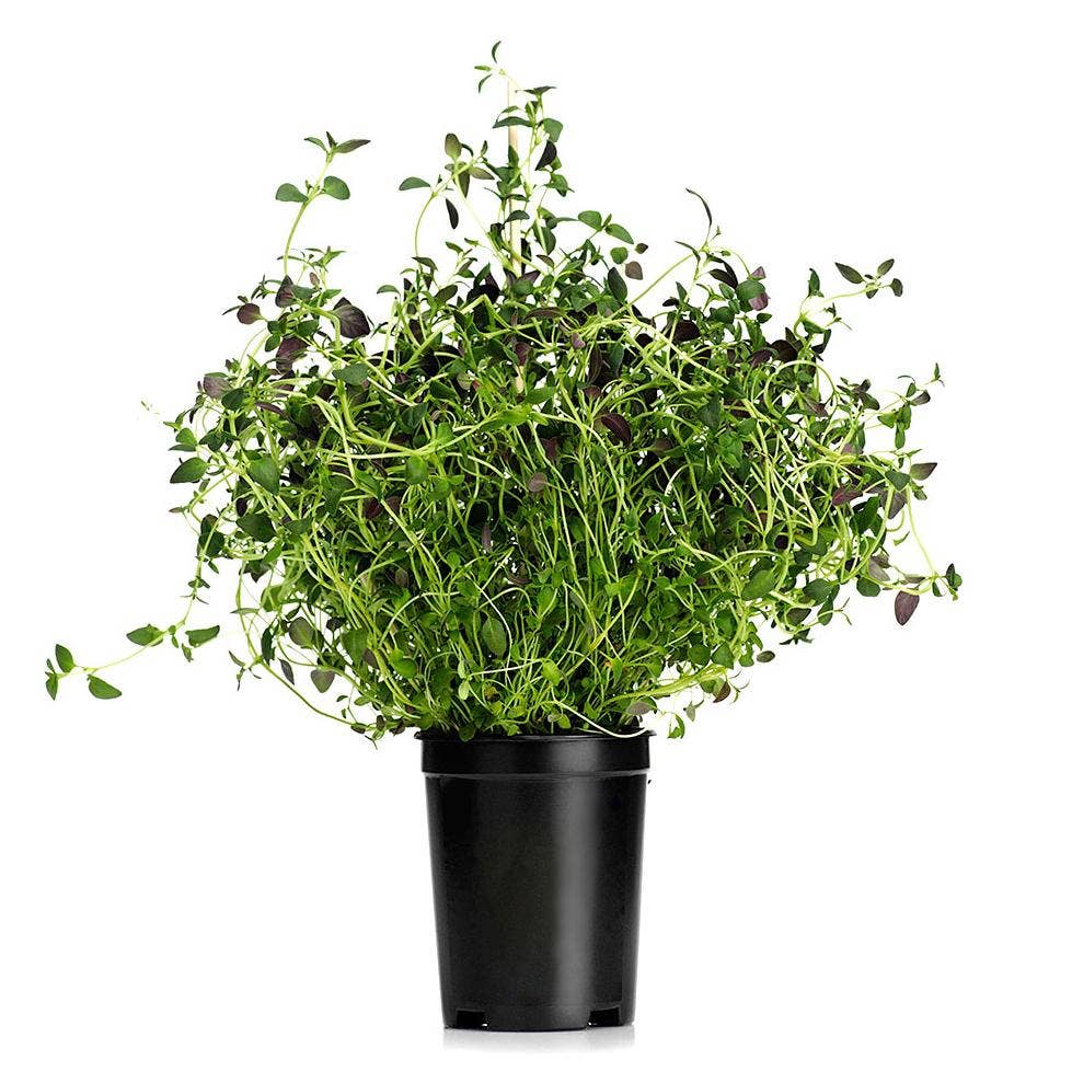 Timjan Kruka EKO Klass1 Sverige