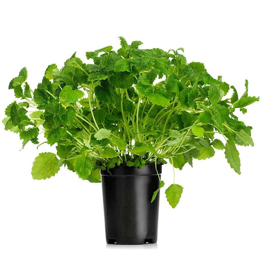 Citronmeliss Kruka EKO Klass1 Sverige