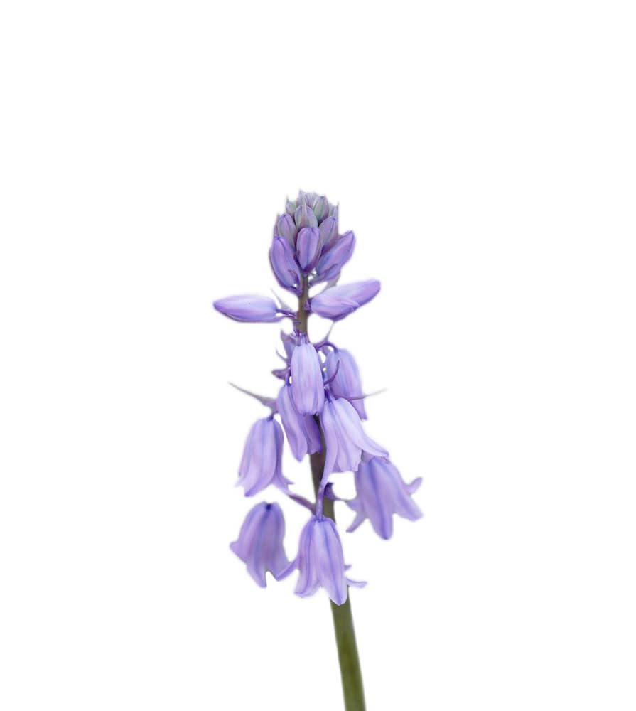 Victoria Skoglund Spansk Klockhyacint lökar 5-pack