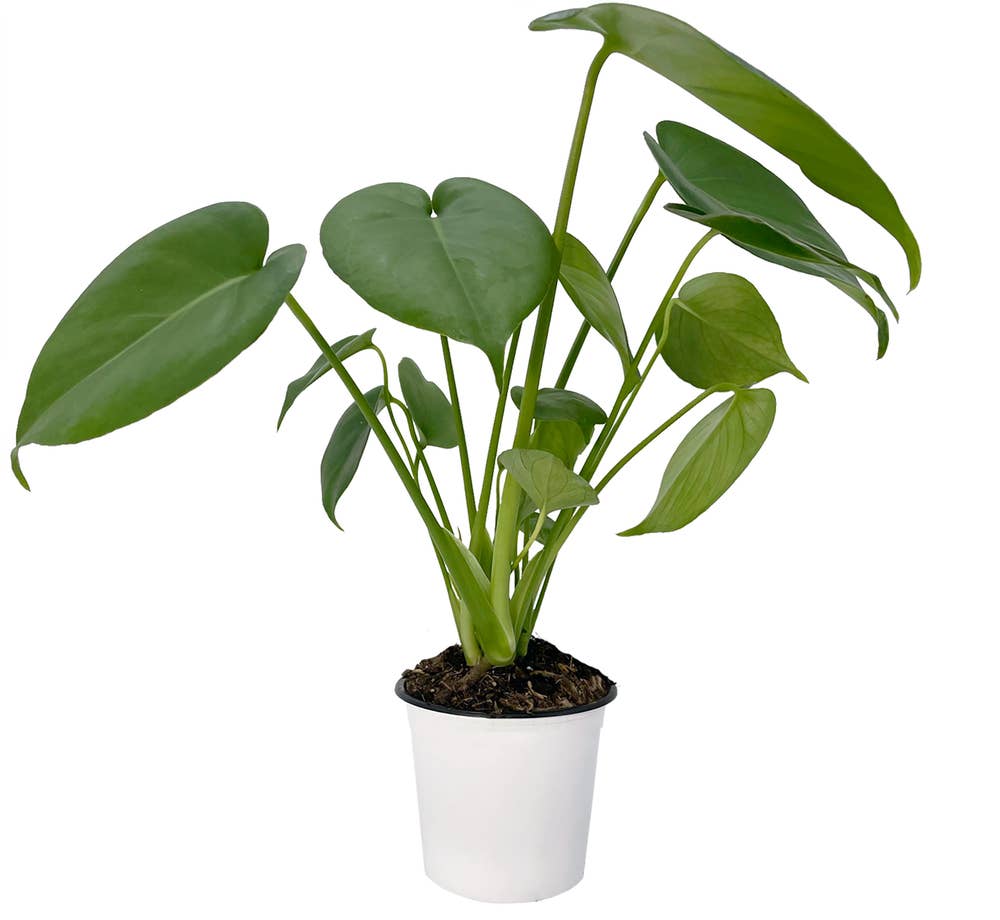 Mimea AS Monstera 12cm kruka Nederländerna