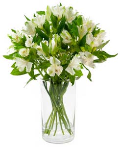 Mimea AS Alstroemeria vit Kenya