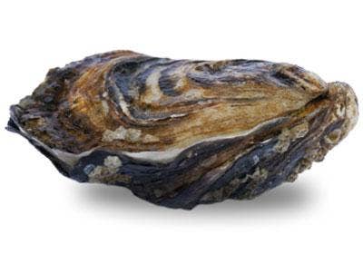 La Belle Huitre Ostron Gold Beach 12-p