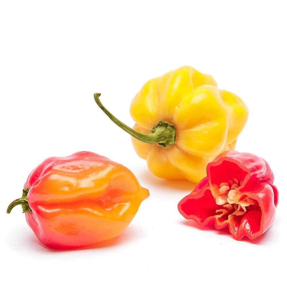 Habanero Klass1 Spanien