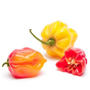 Habanero Klass1 Spanien