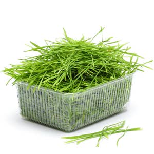 Vetegräs EKO Klass1