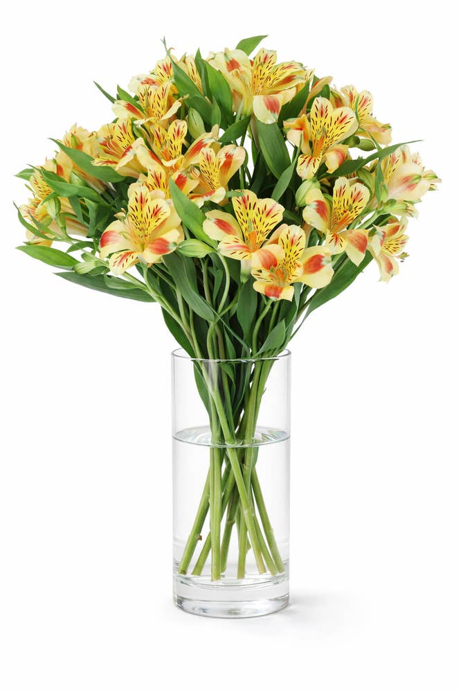 Mimea AS Alstroemeria Peach Kenya