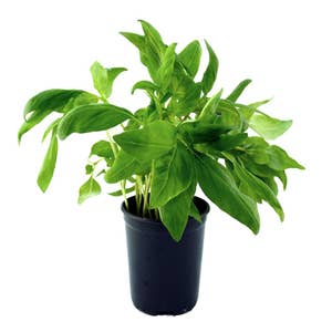 Thaibasilika Kruka EKO Klass1 Sverige