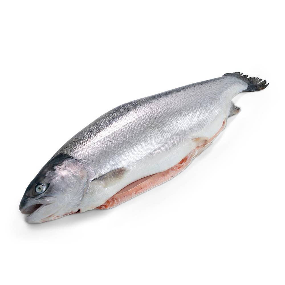 Bergfalk Regnbåge Hel