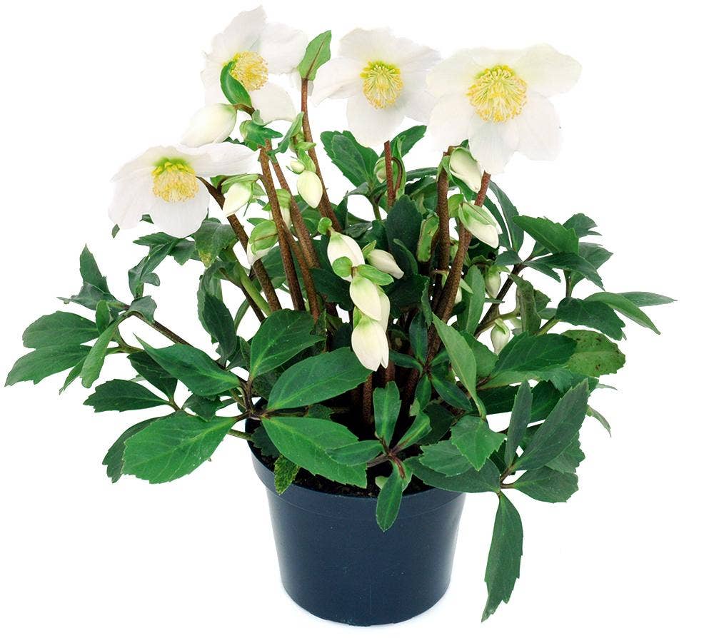 Mimea AS Julros Danmark