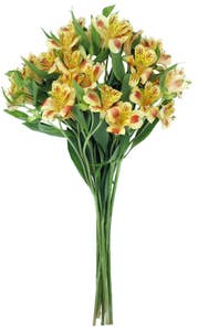 Mimea AS Alstroemeria Peach Kenya