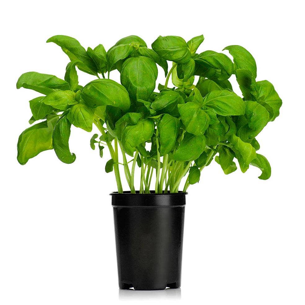 Basilika Kruka EKO Klass1 Sverige