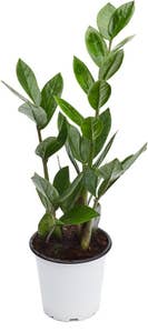 Mimea AS Garderobsblomma Nederländerna