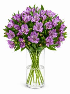 Mimea AS Alstroemeria lila Kenya