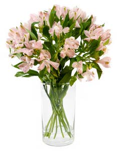 Mimea AS Alstroemeria rosa Kenya