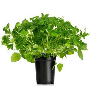 Citronmeliss Kruka EKO Klass1
