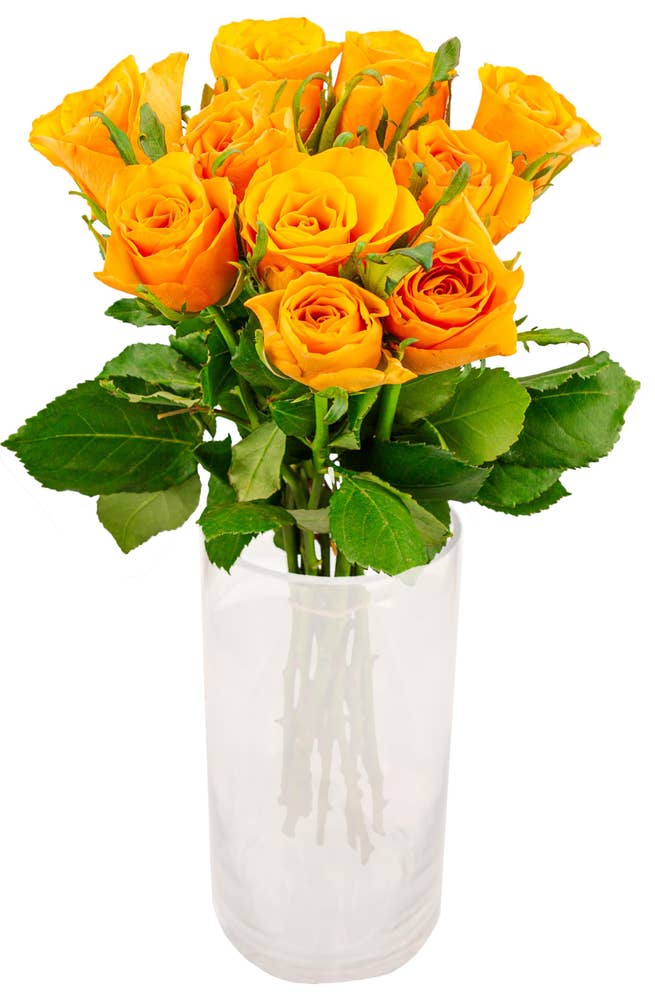 Mimea AS Rosor orange 10-pack Kenya