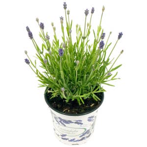 Mimea AS Lavendel blå/lila Portugal