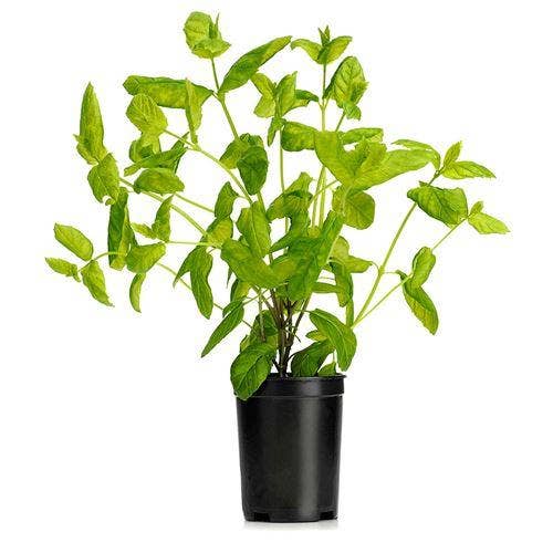 Mynta Kruka EKO Klass1 Sverige