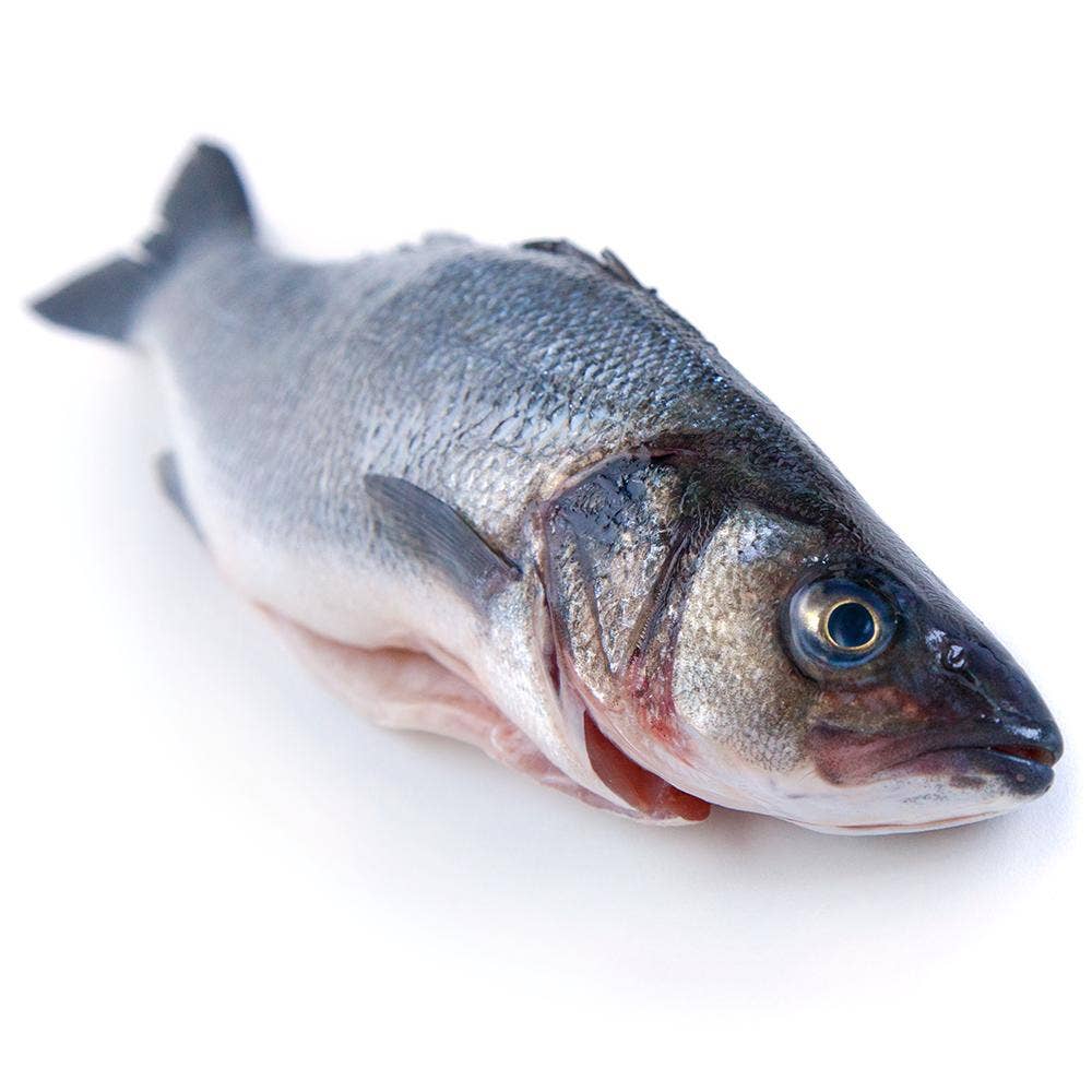 Bergfalk Havsabbore Fjällad & Urtagen