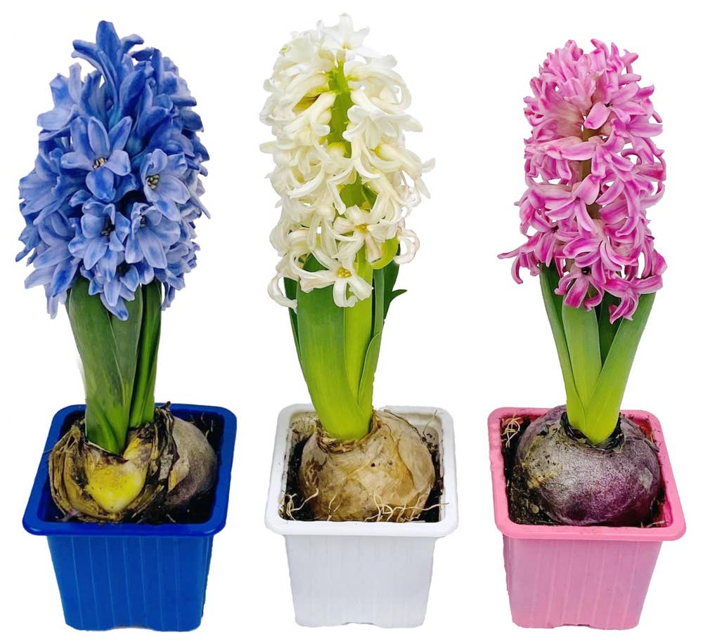 Mimea AS Hyacintmix 3-pack Sverige