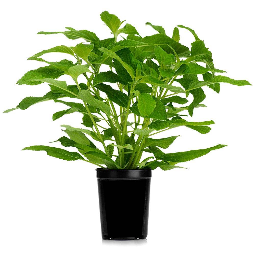 Salvia Kruka EKO Klass1 Sweden