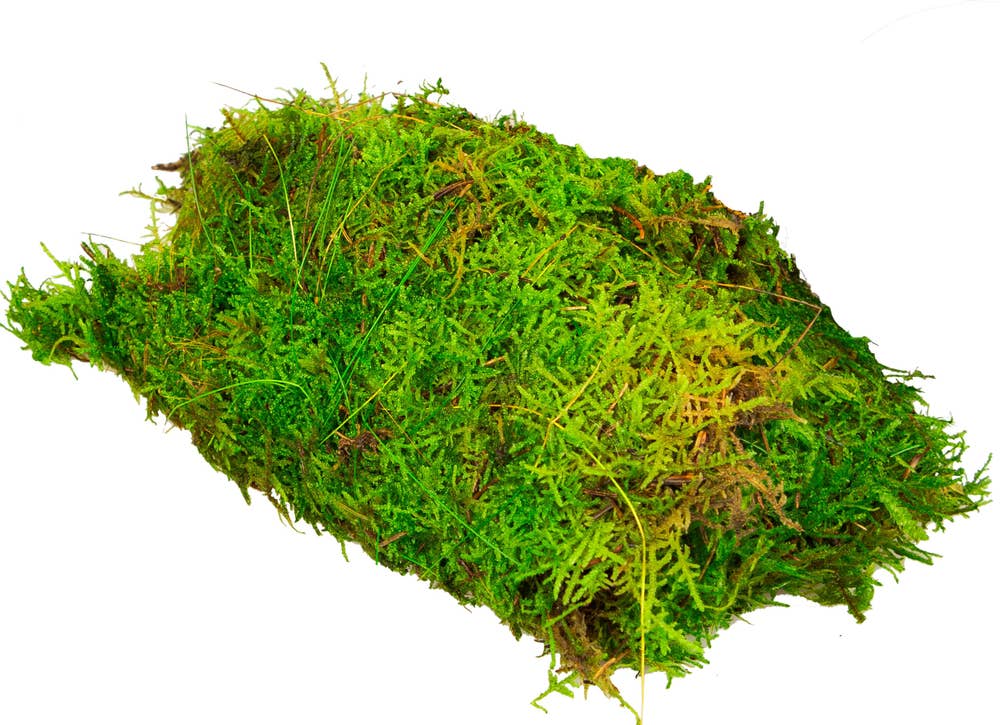 Mimea AS Grön mossa i påse