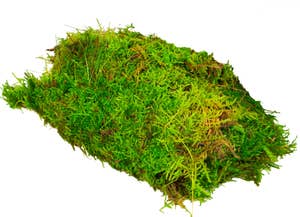 Mimea AS Grön mossa i påse