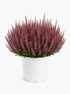Mimea AS Ljung Calluna Rosa Tyskland