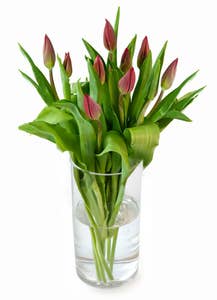 Mimea AS Tulpaner Röda 9-p Sverige