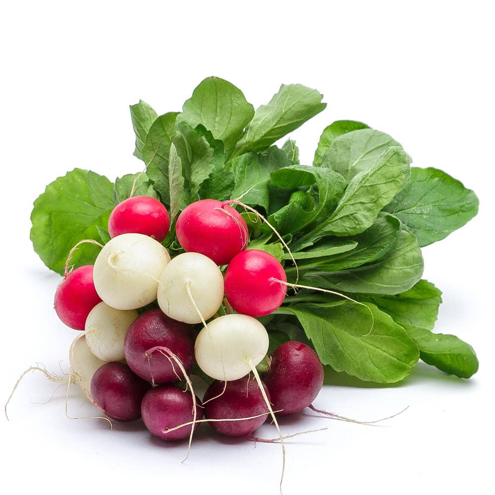 Rädisa Knippe Mix Klass1 Nederländerna