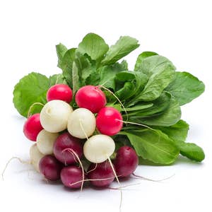 Rädisa Knippe Mix Klass1 Nederländerna