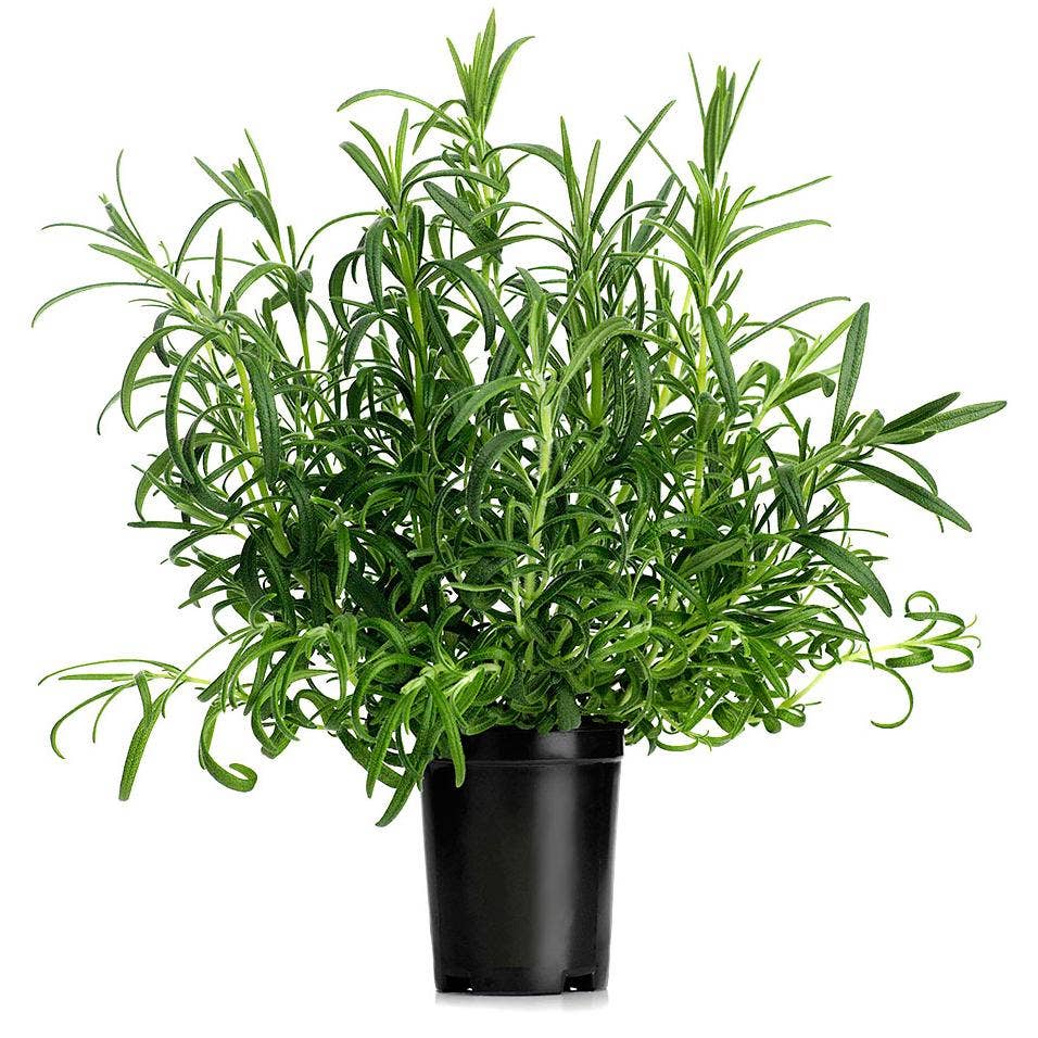 Rosmarin Kruka EKO Klass1 Sverige